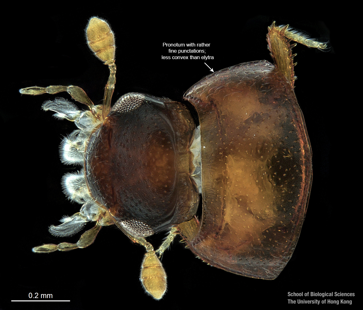 Cranium and pronotum (dorsal view)